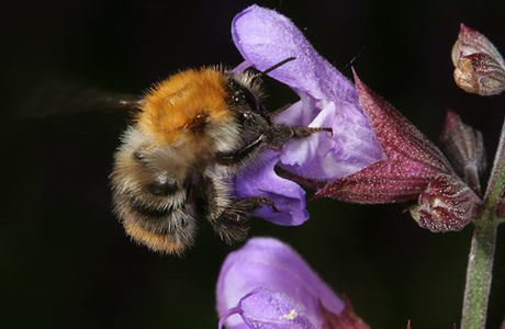 Ackerhummel (Bombus pascuorum floralis) - © Johann Neumayer